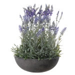 Lavendel lila in bak h42d30cm  (Tijdelijk niet leverbaar)